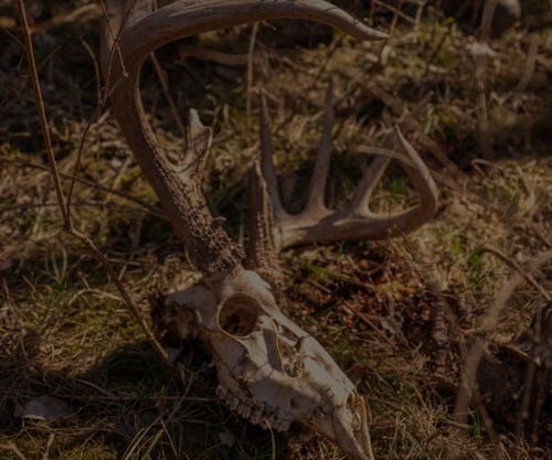 deer skull laying on the ground